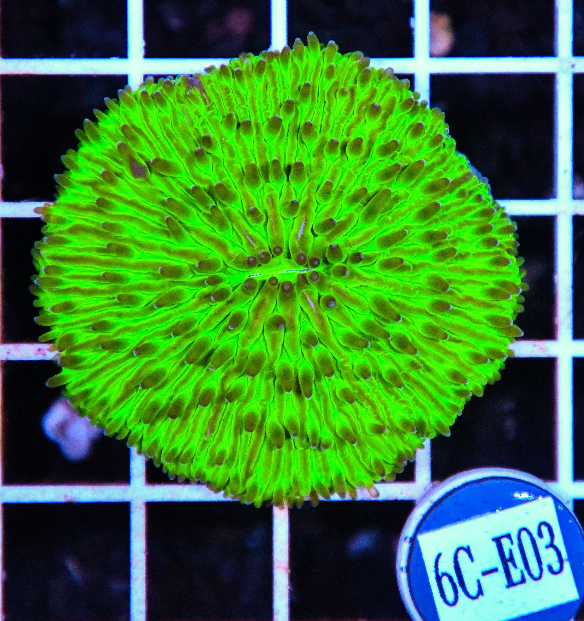 Fungia Plate Green AUS