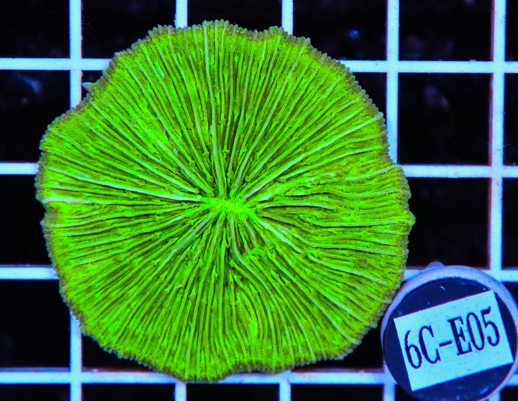 Fungia Plate Green AUS