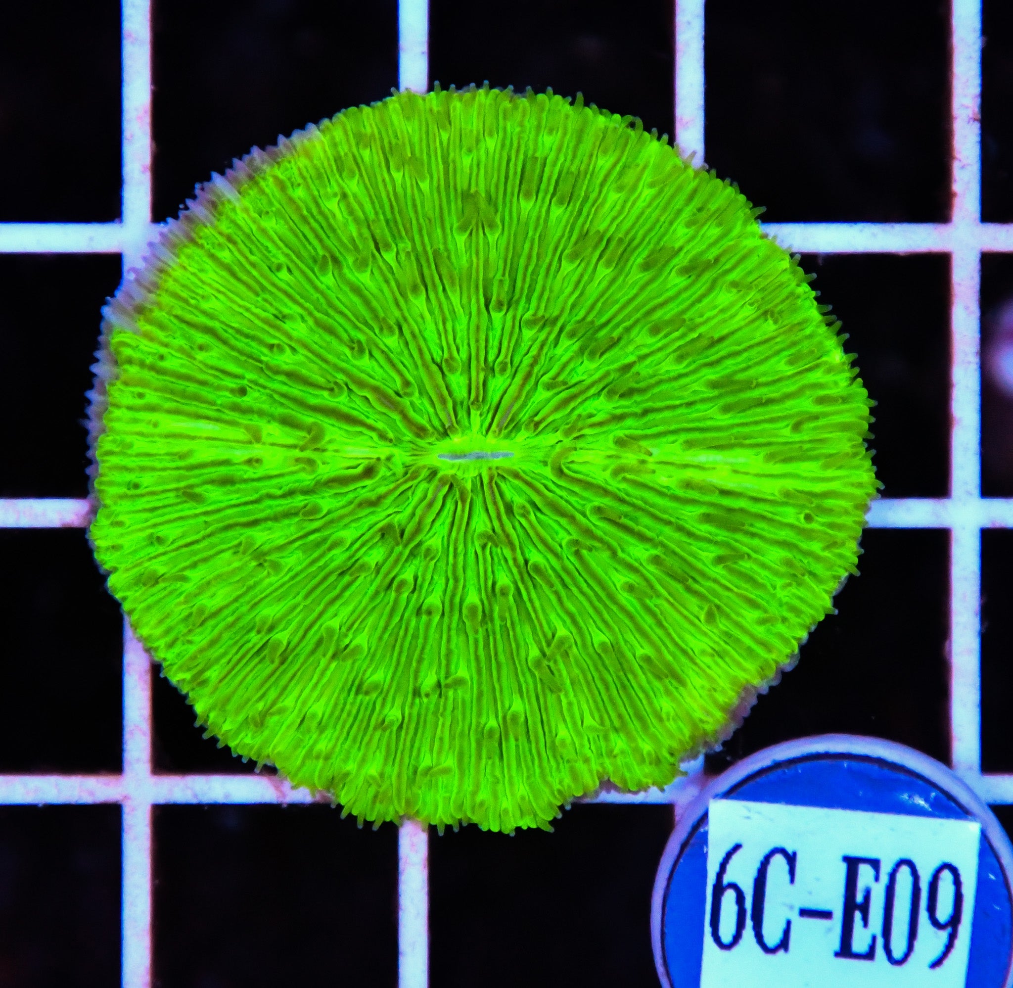 Fungia Plate Green AUS