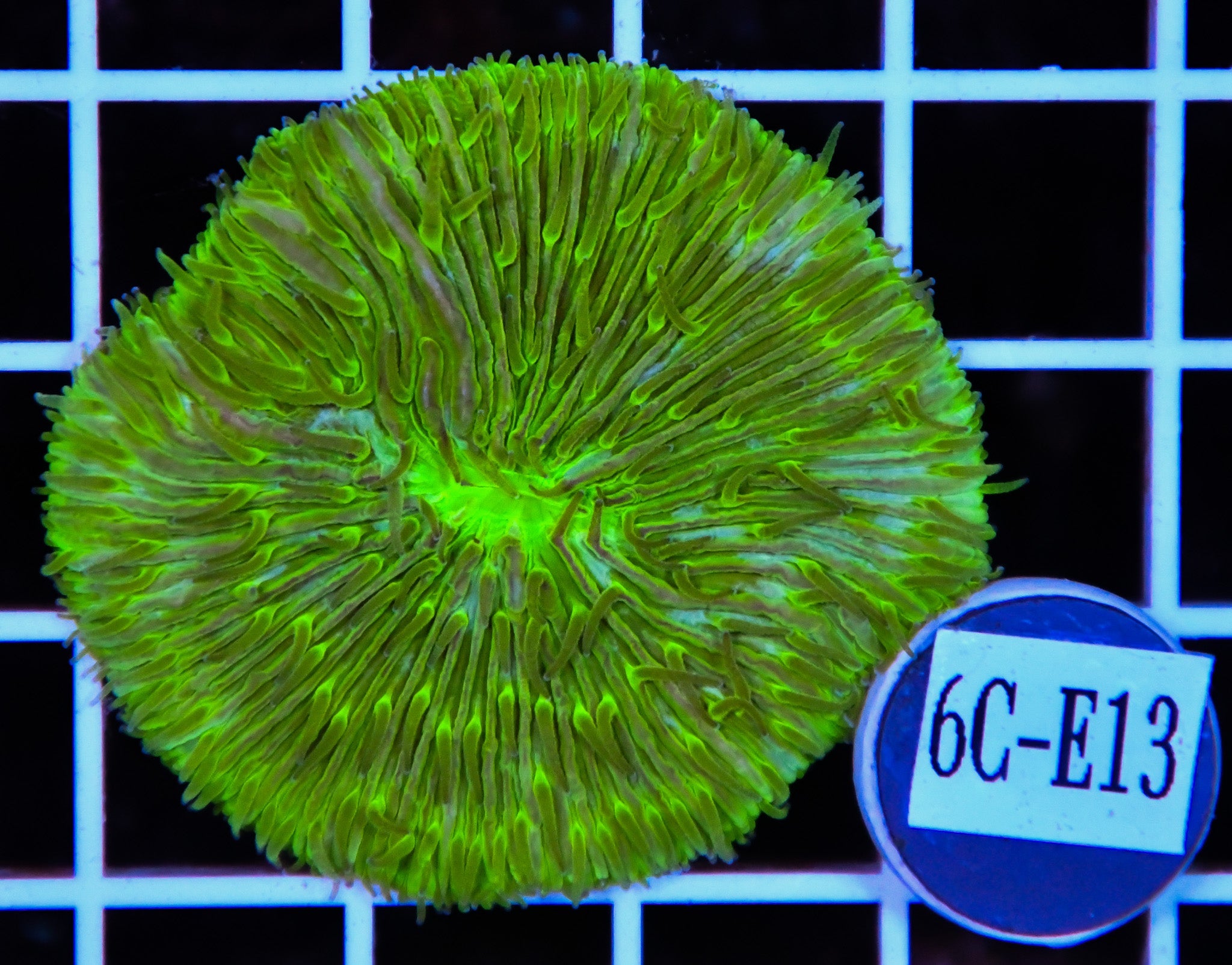 Fungia Plate Green AUS
