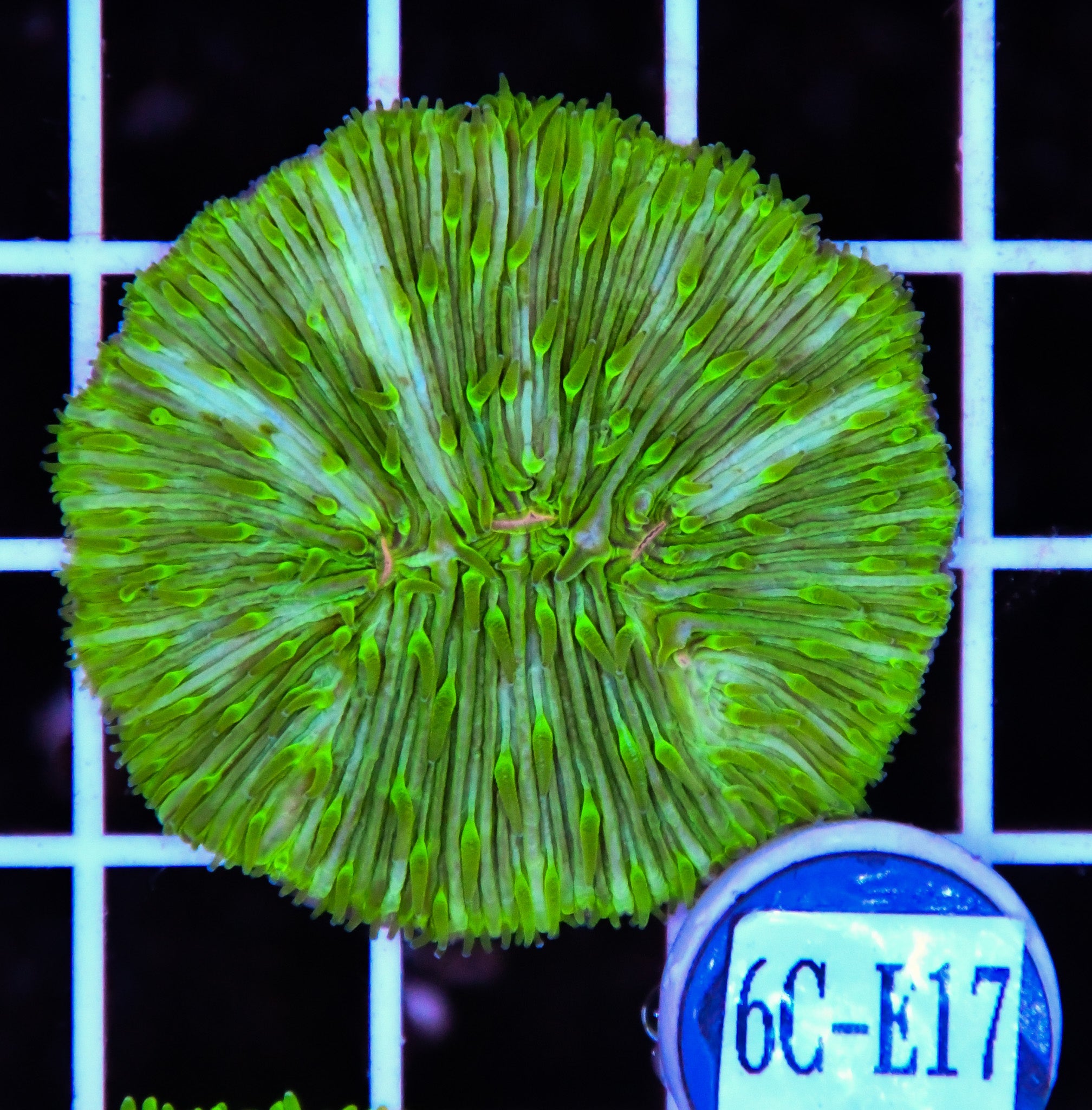 Fungia Plate Green AUS