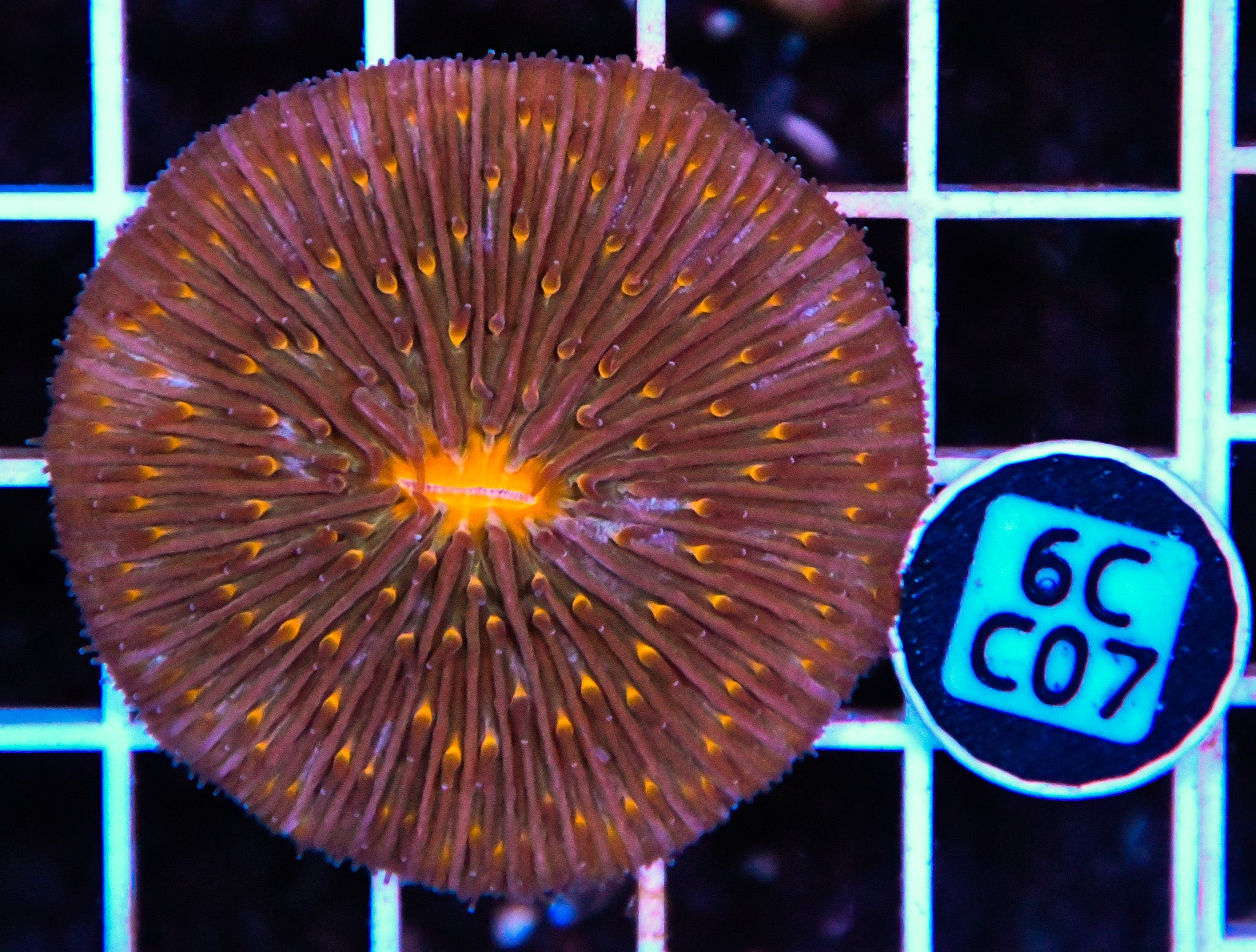 Fungia Plate Orange
