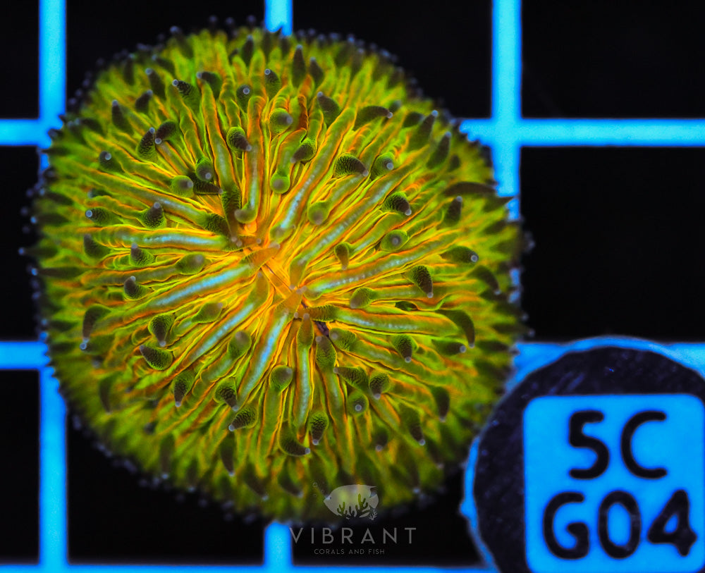 Fungia Ultra Dome AUS