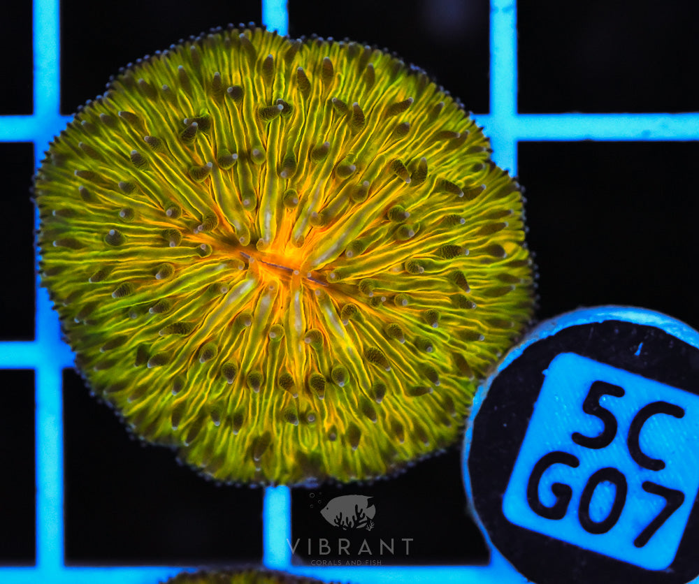 Fungia Ultra Dome AUS