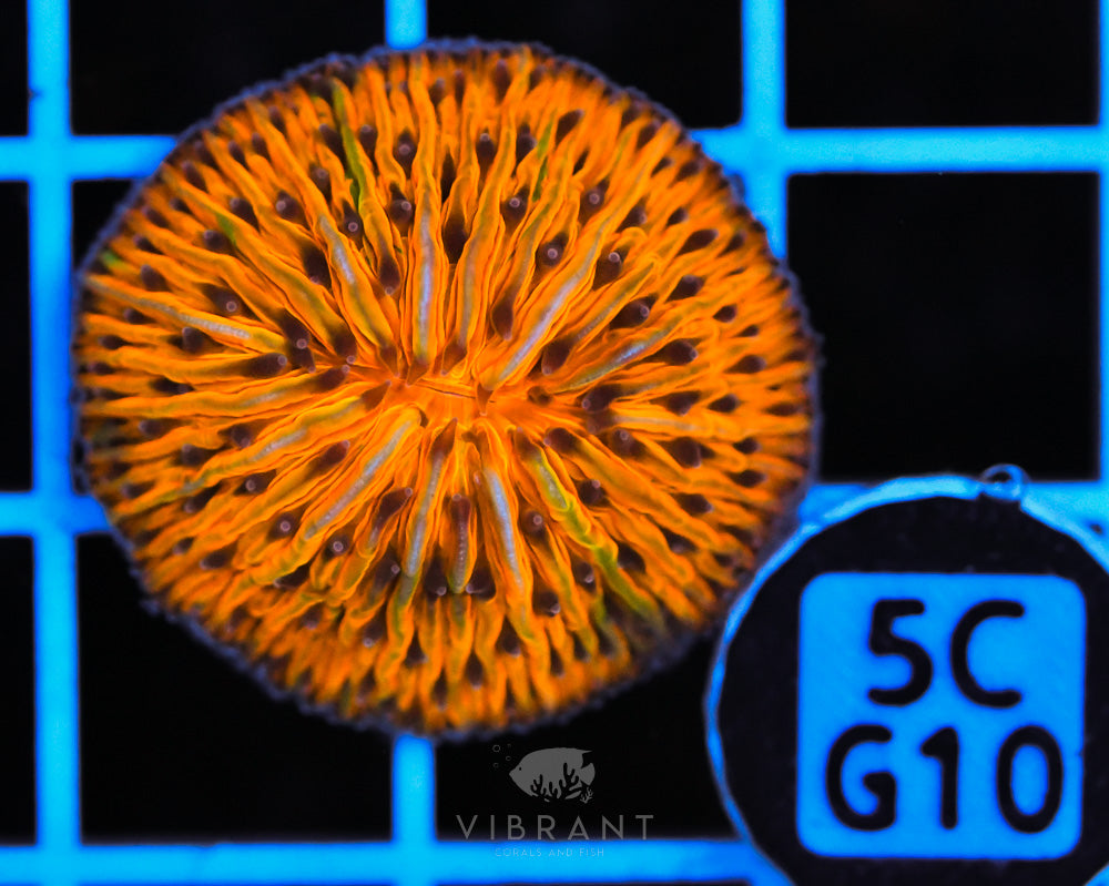 Fungia Ultra Dome AUS