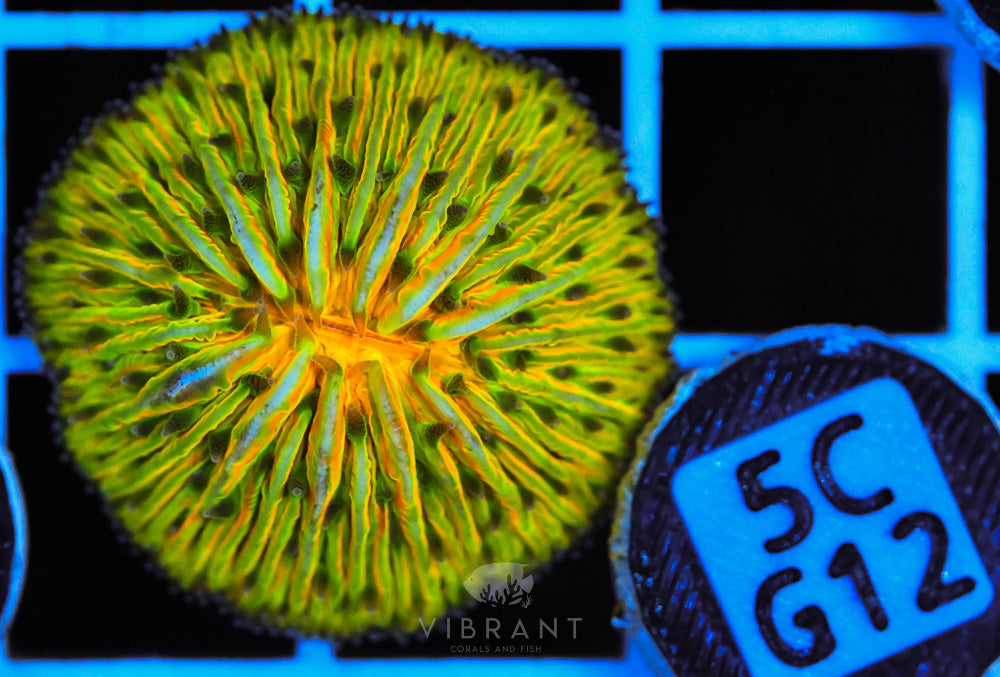 Fungia Ultra Dome AUS