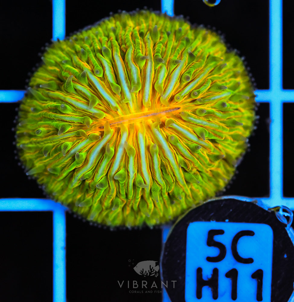 Fungia Ultra Dome AUS