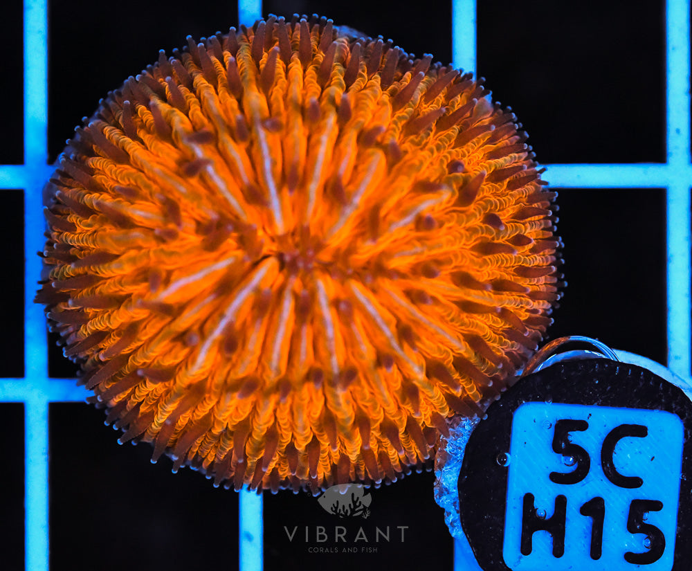 Fungia Ultra Dome AUS