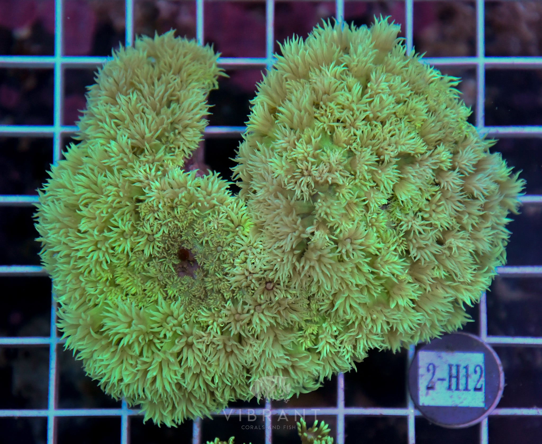 Goniopora Ultra WAUS