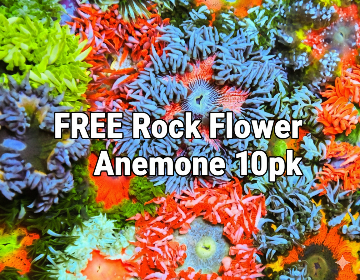 FREE 10pk Rock Flower Anemones