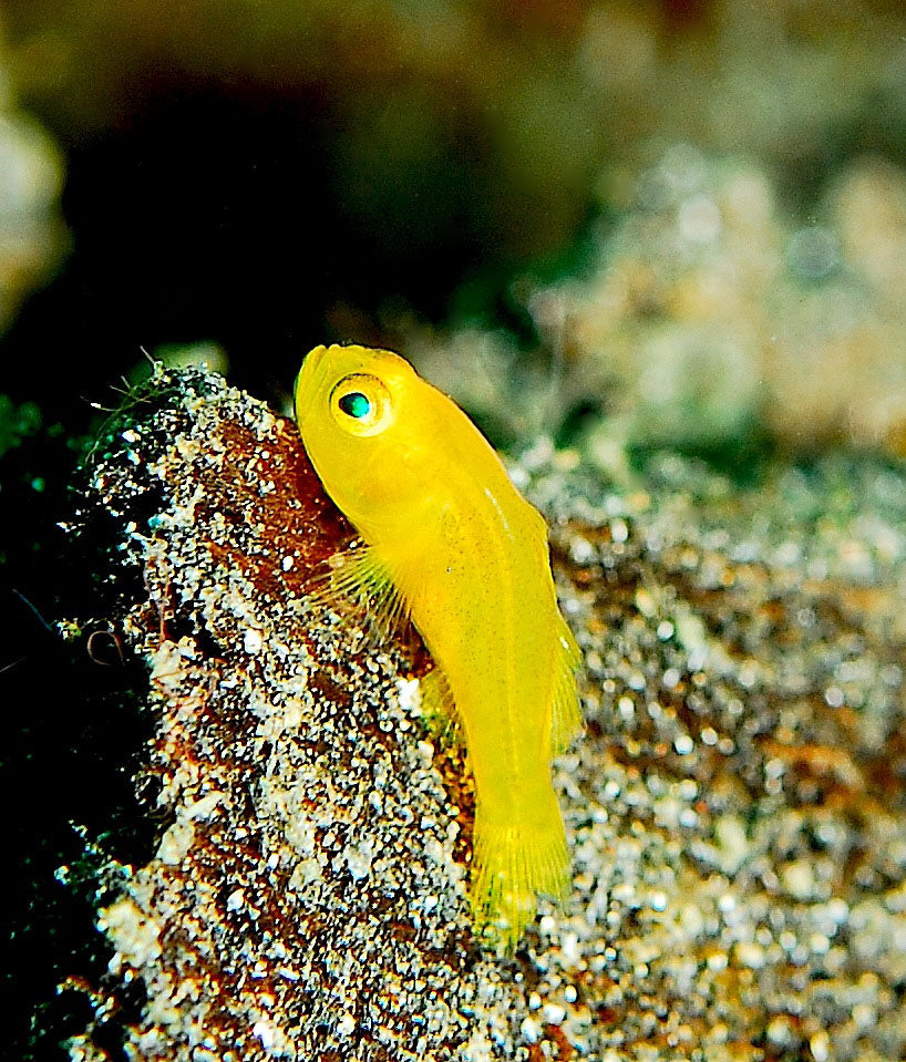 Yellow Clown Goby (Gobiodon Okinawae)