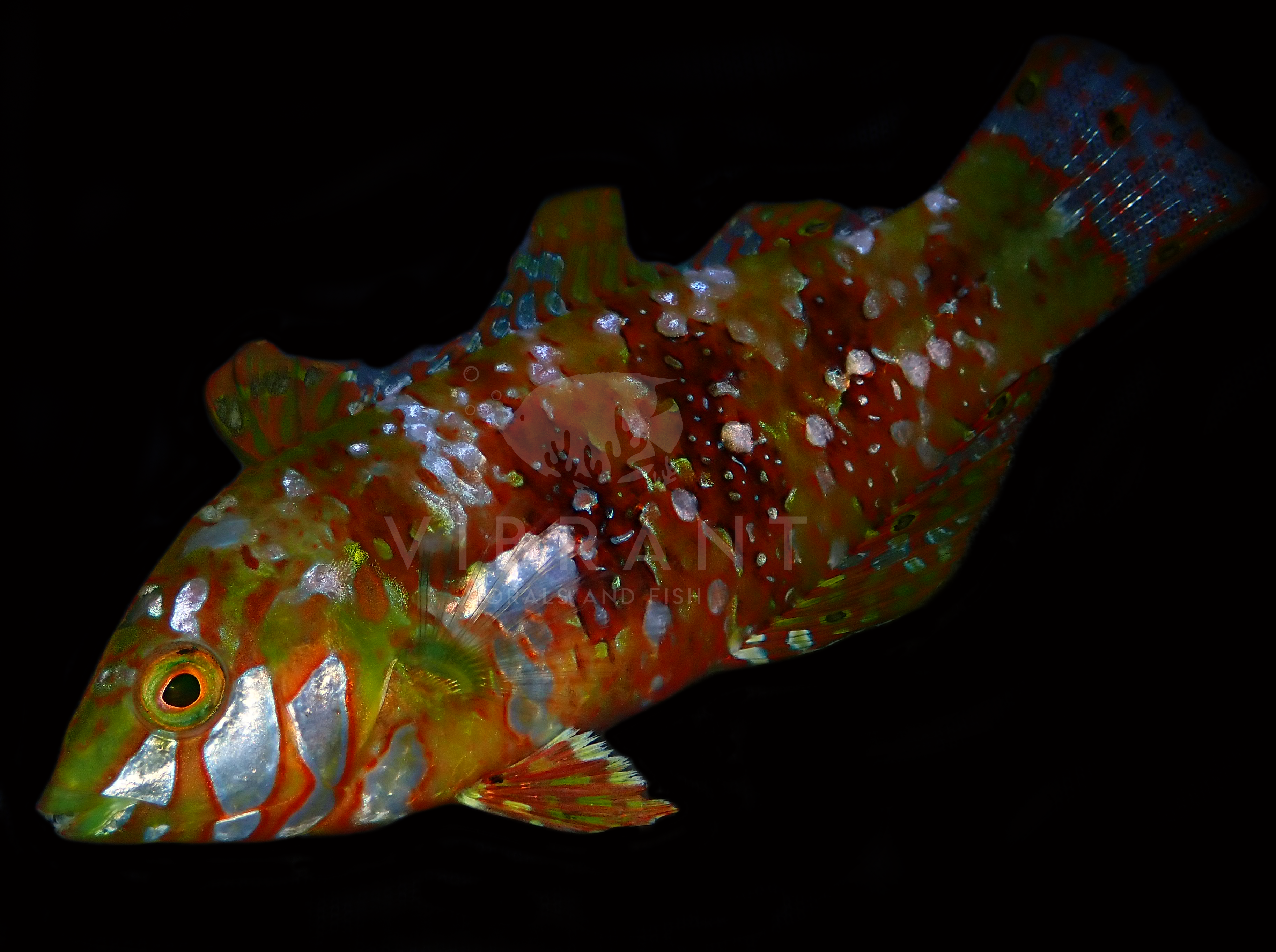 Gold Nugget Wrasse Female (Xenojulis margaritaceus)