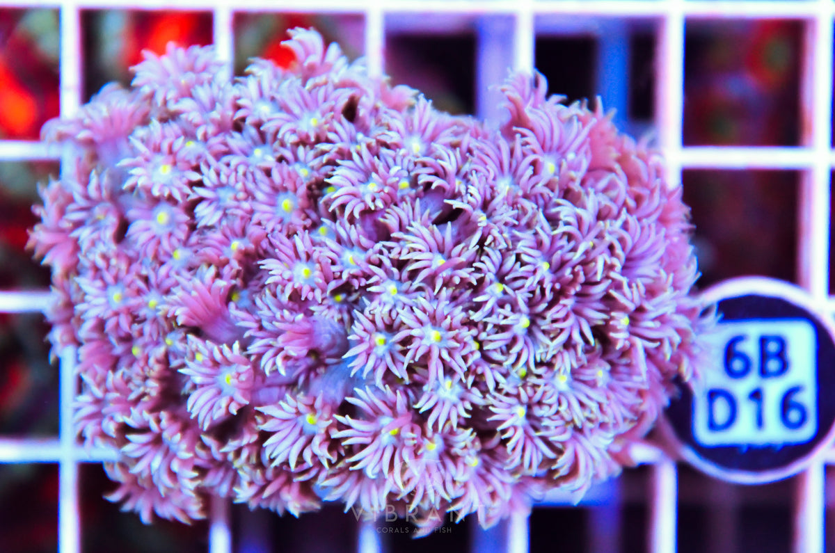 Goniopora WAUS