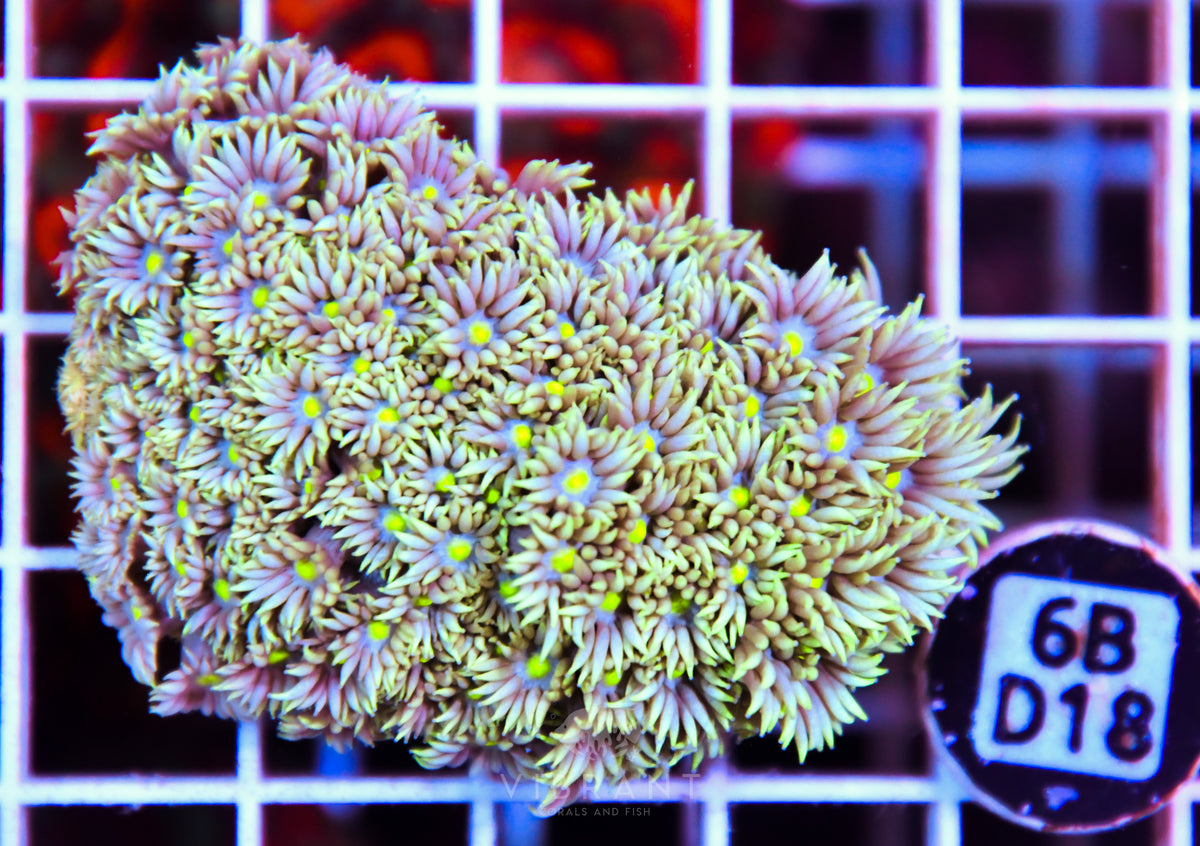 Goniopora WAUS