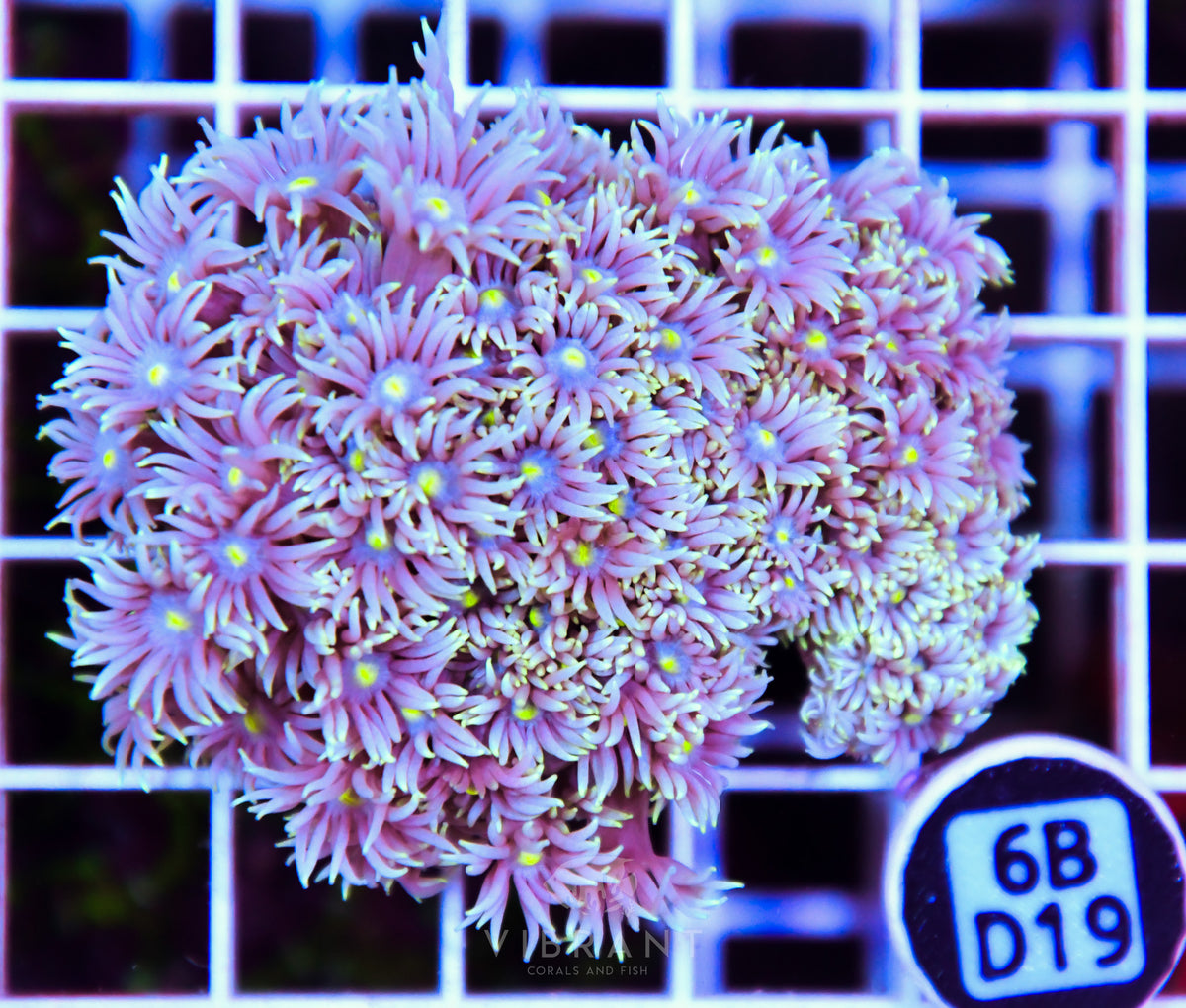 Goniopora WAUS