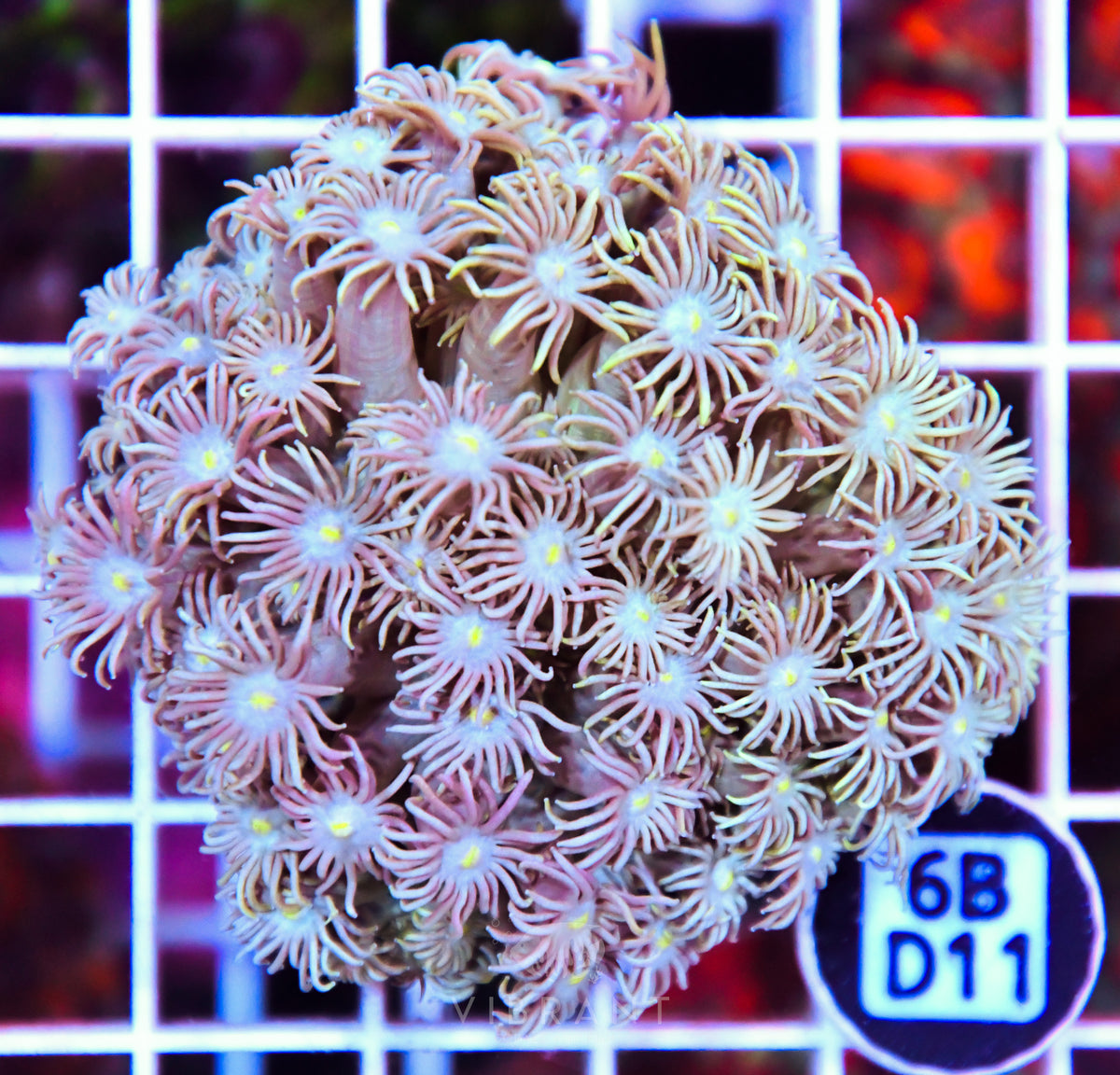 Goniopora WAUS