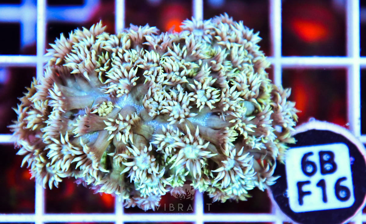Goniopora WAUS