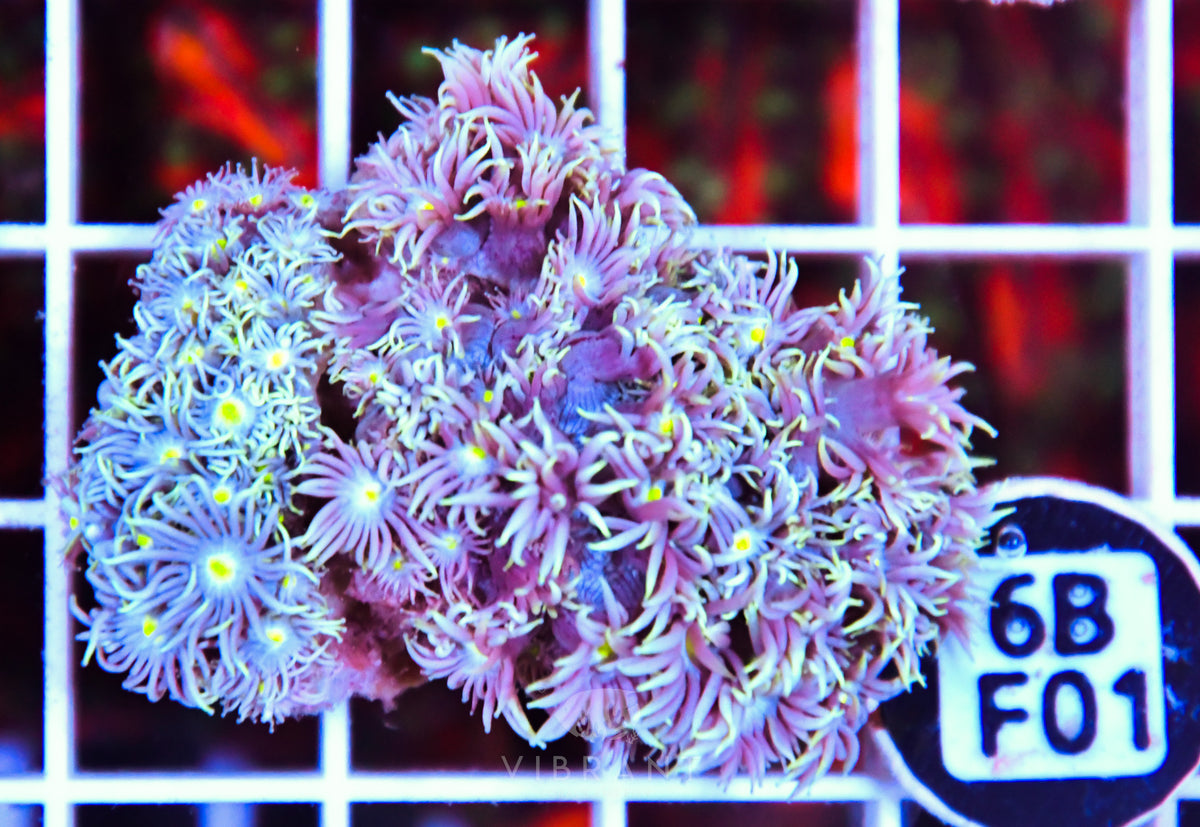 Goniopora WAUS