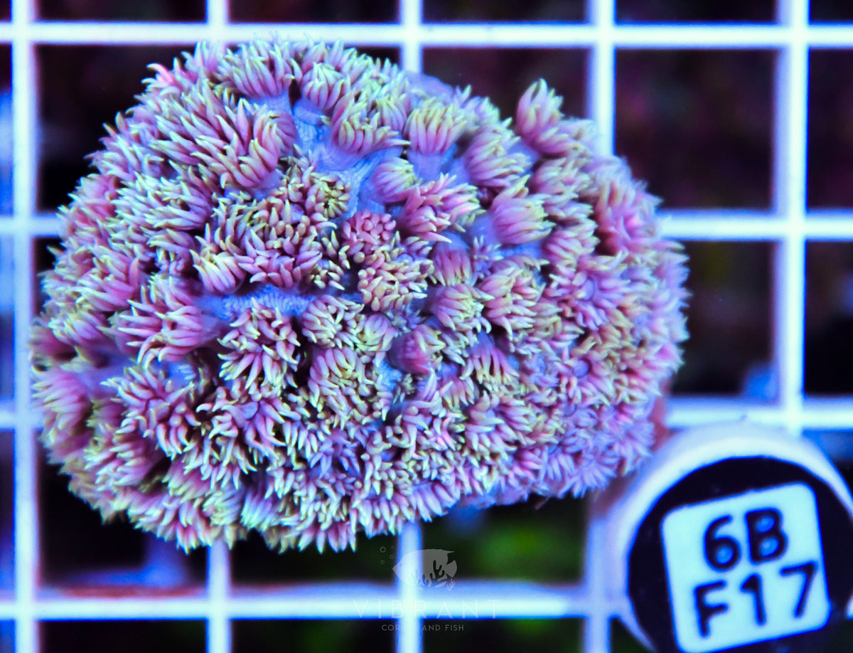 Goniopora WAUS