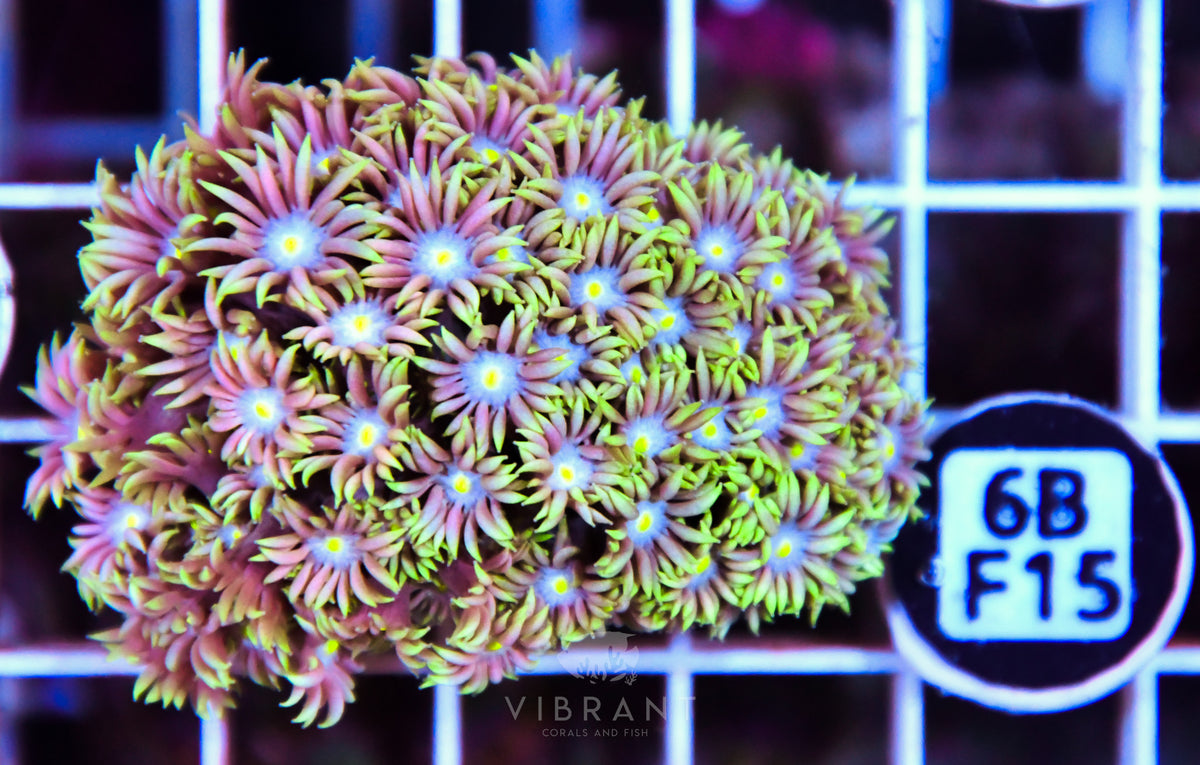 Goniopora WAUS