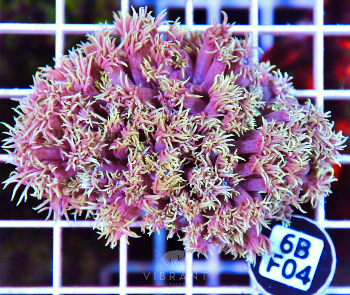 Goniopora WAUS