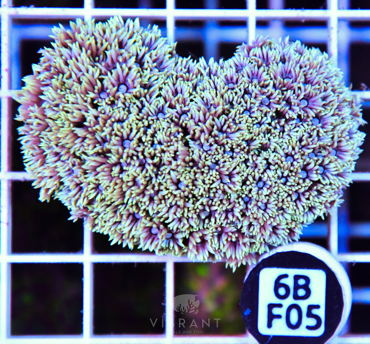 Goniopora WAUS