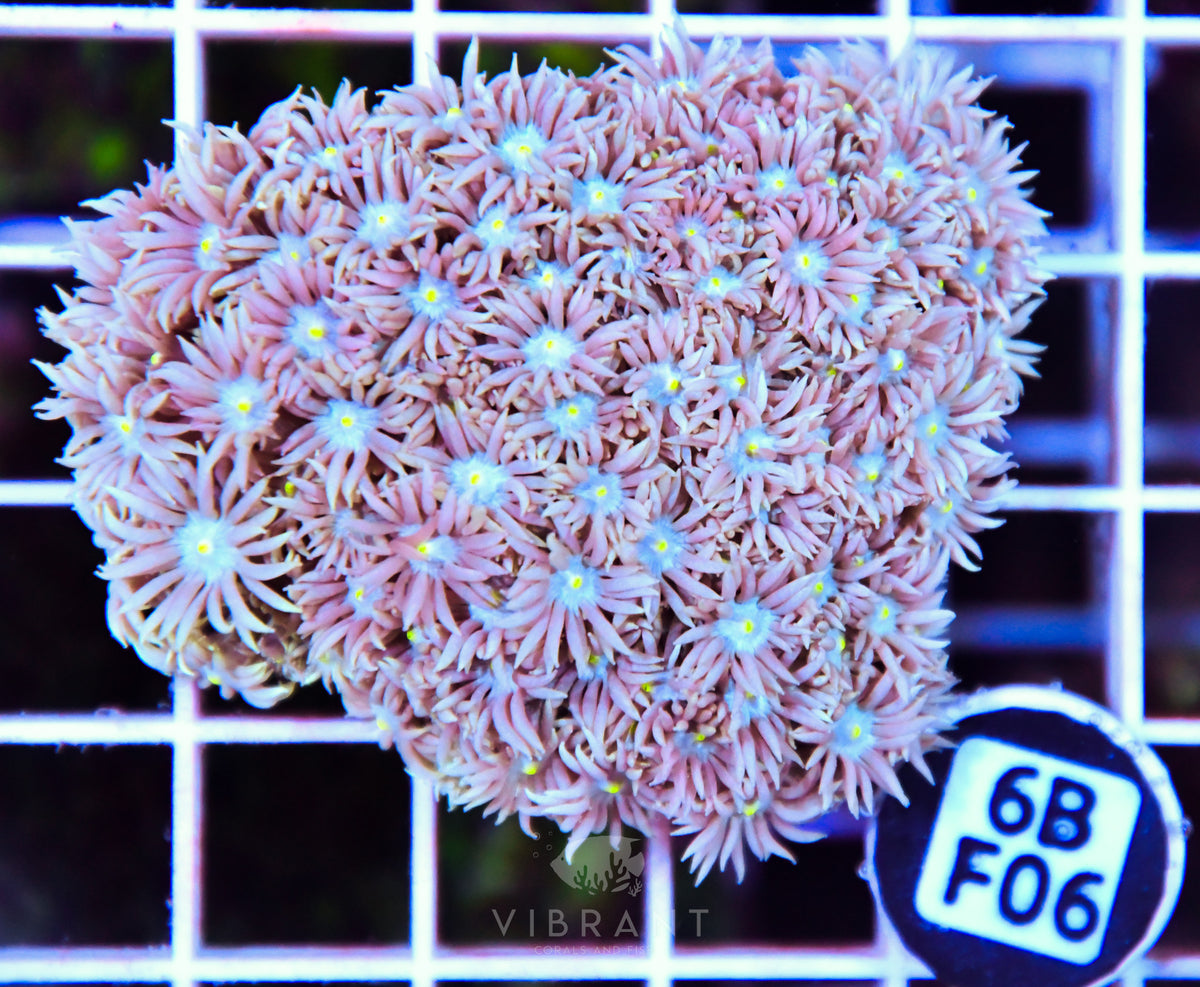 Goniopora WAUS