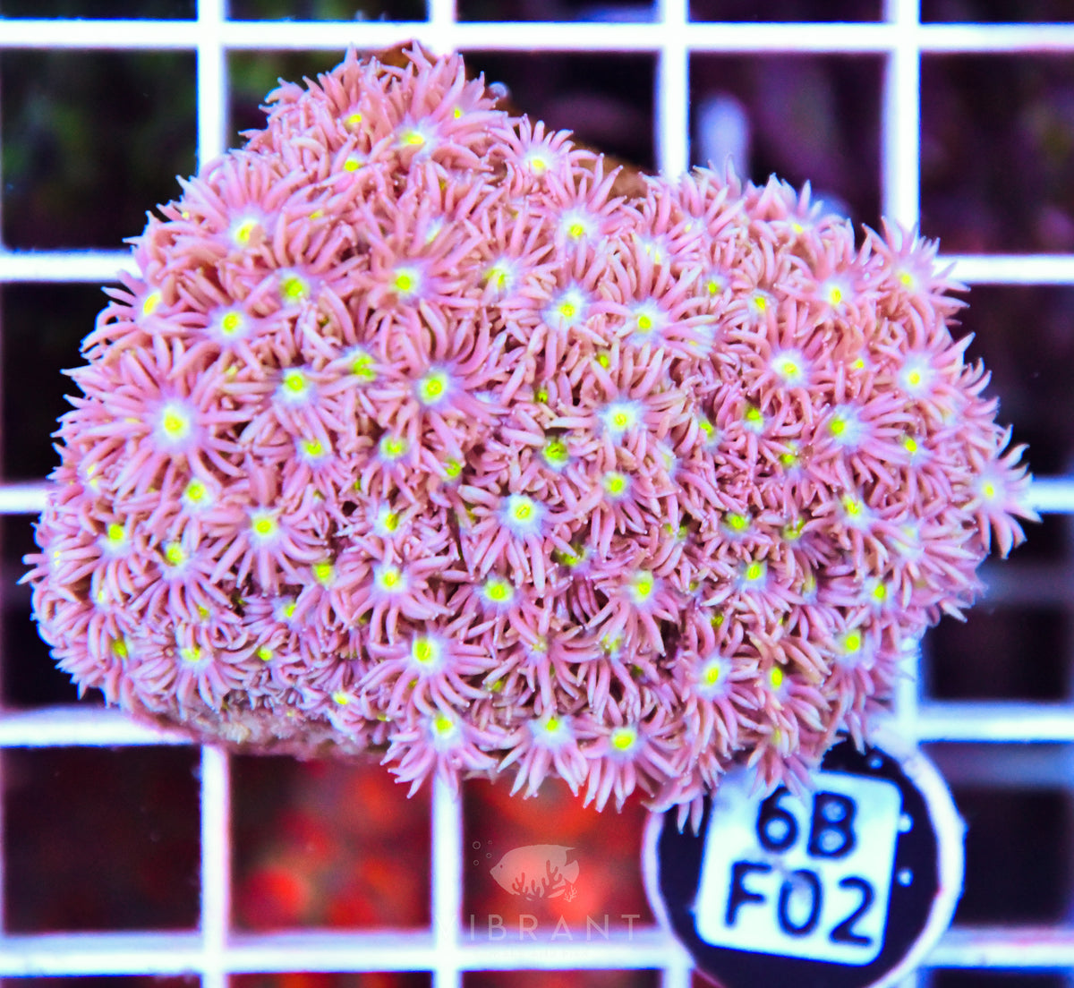 Goniopora WAUS