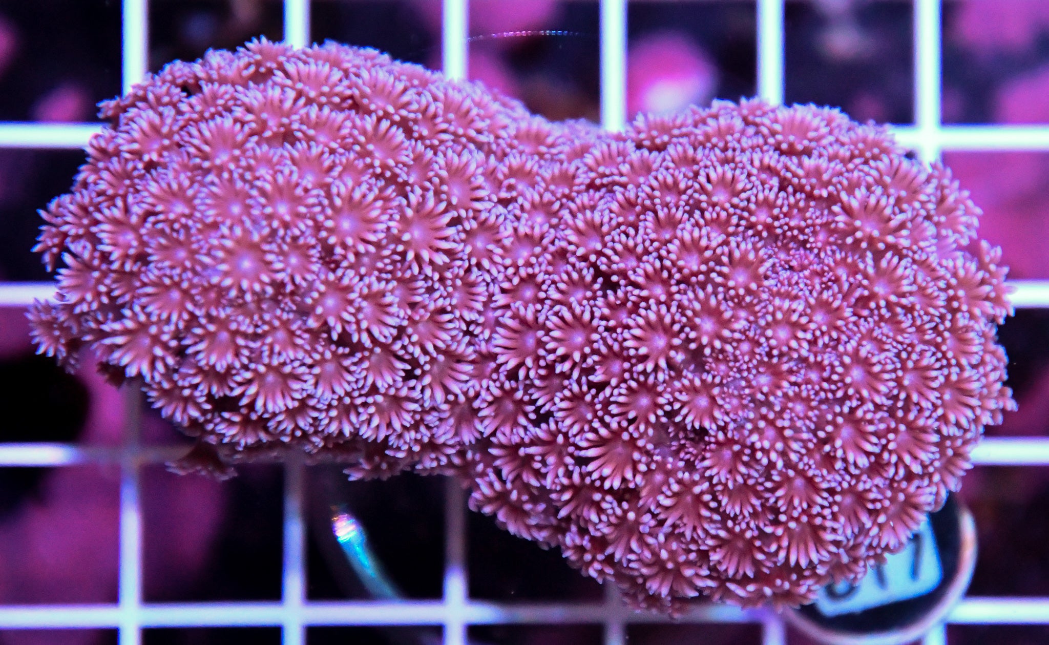 Goniopora AUS
