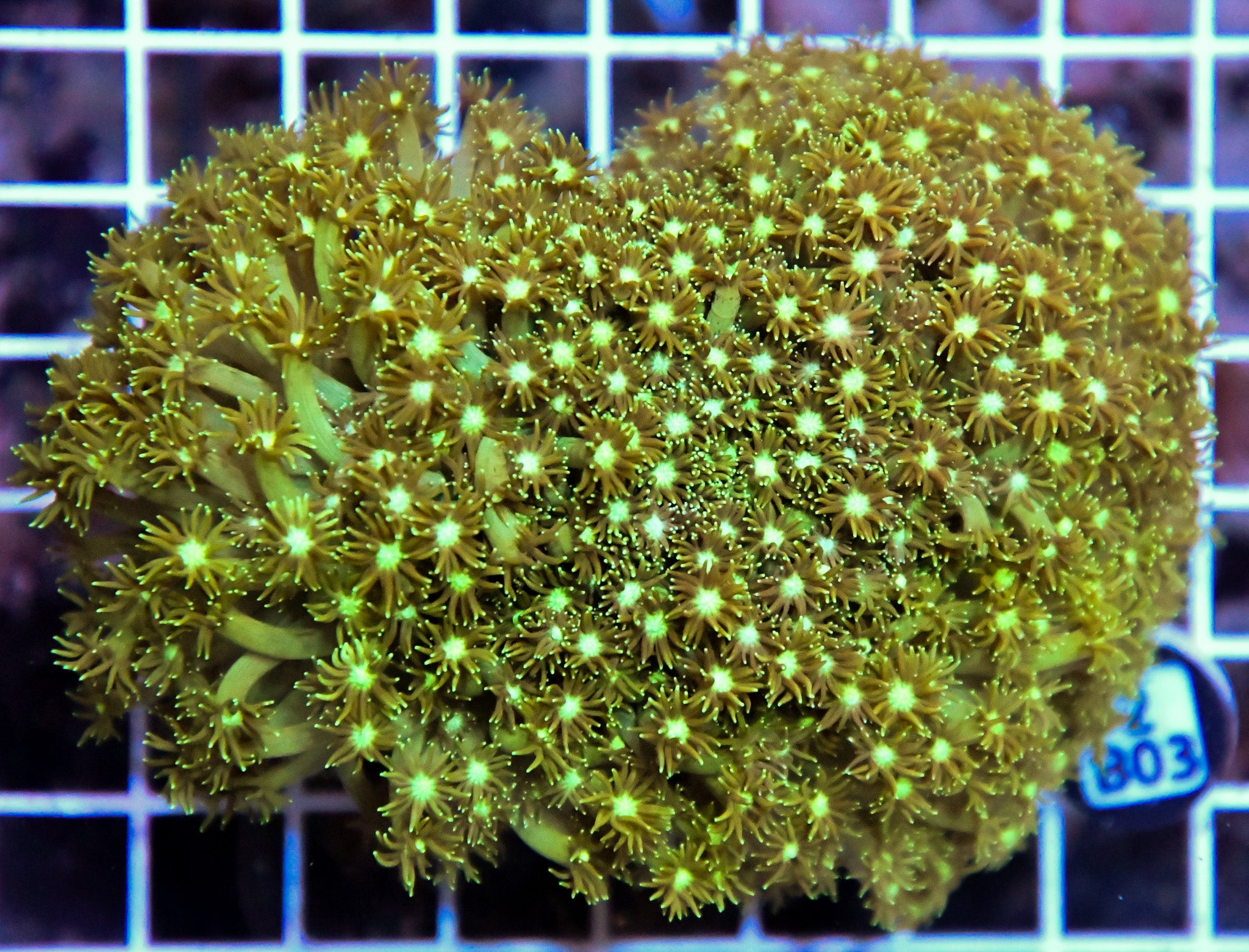 Goniopora AUS