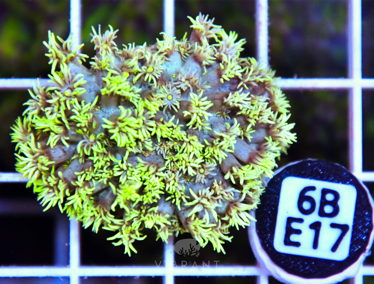 Goniopora WAUS