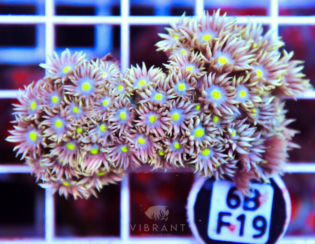 Goniopora WAUS