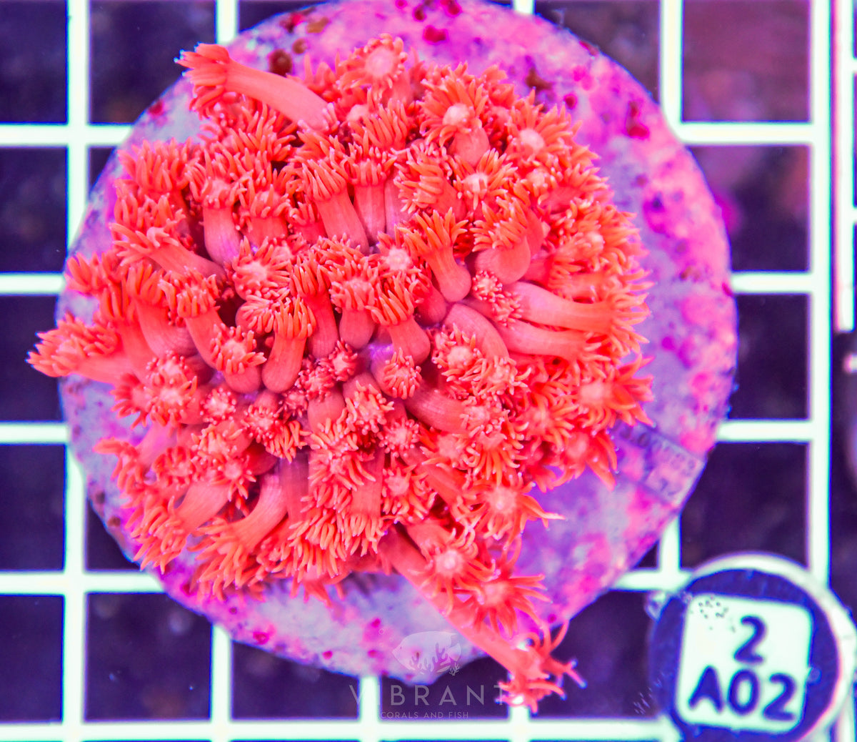 Goniopora INDO