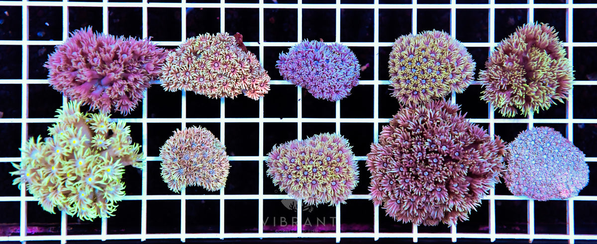 Frag Goniopora 10pc pack WAUS SAMPLE