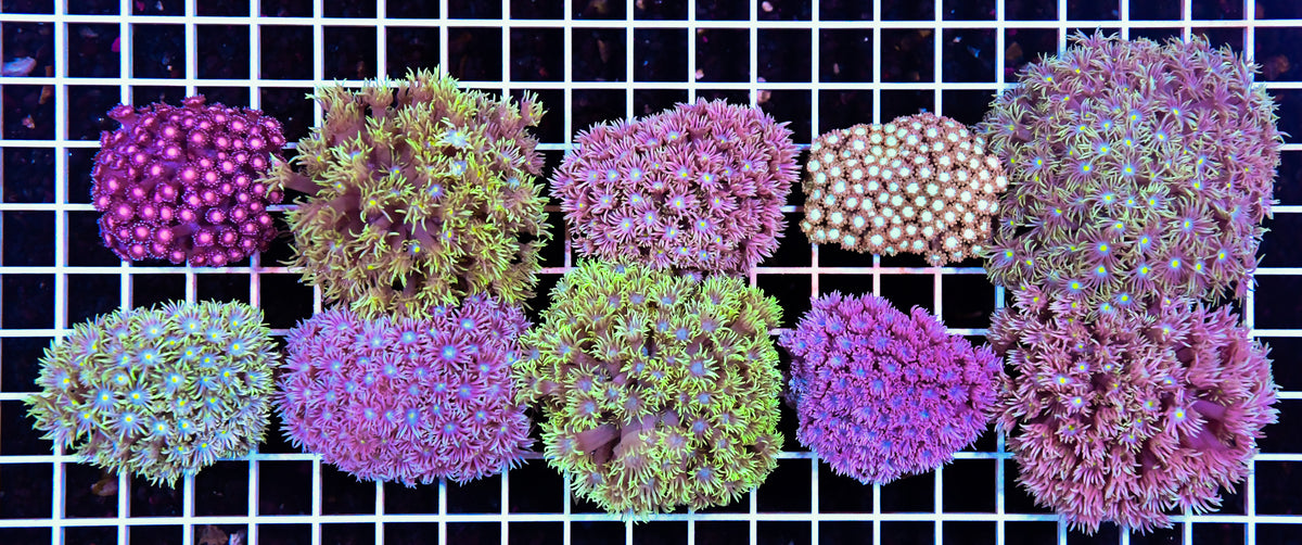 Goniopora Tiny 10pc pack WAUS SAMPLE