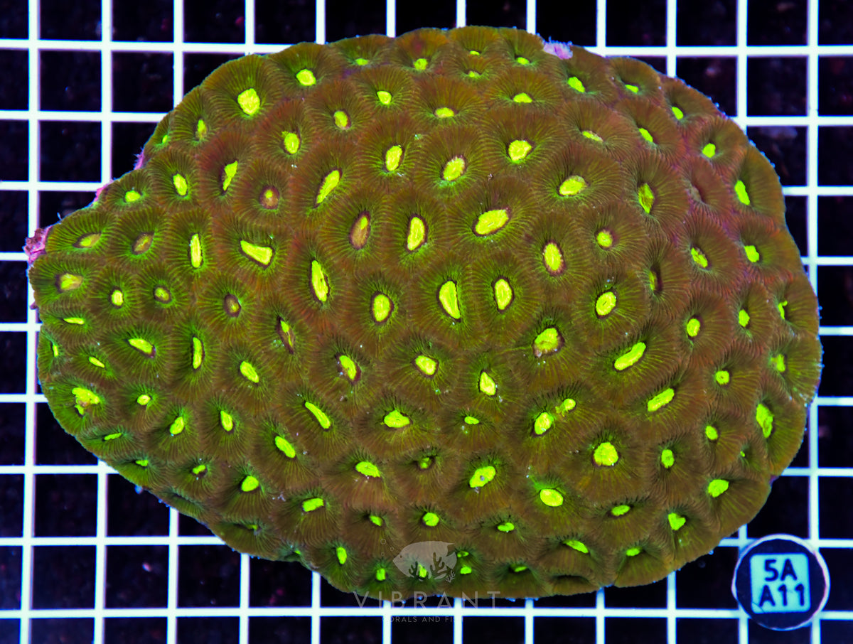 Goniastrea AUS
