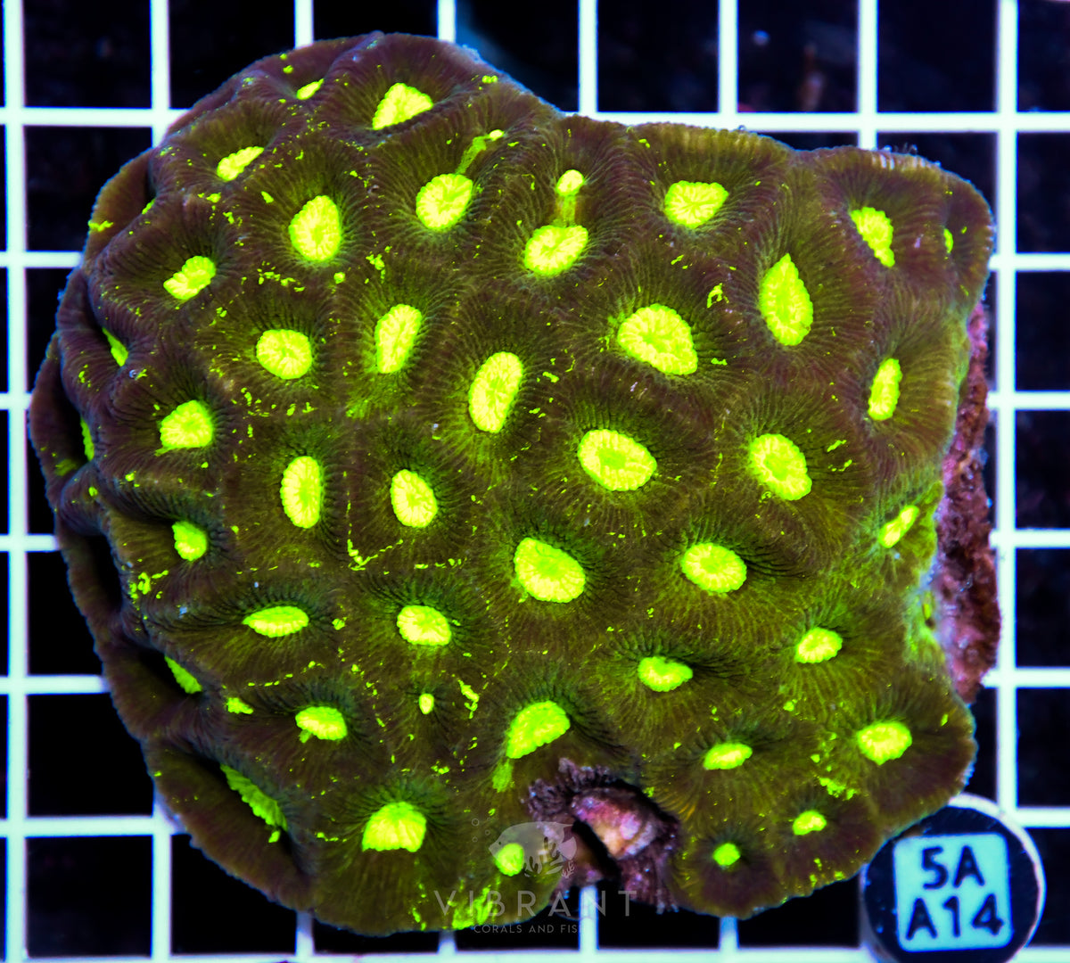 Goniastrea AUS