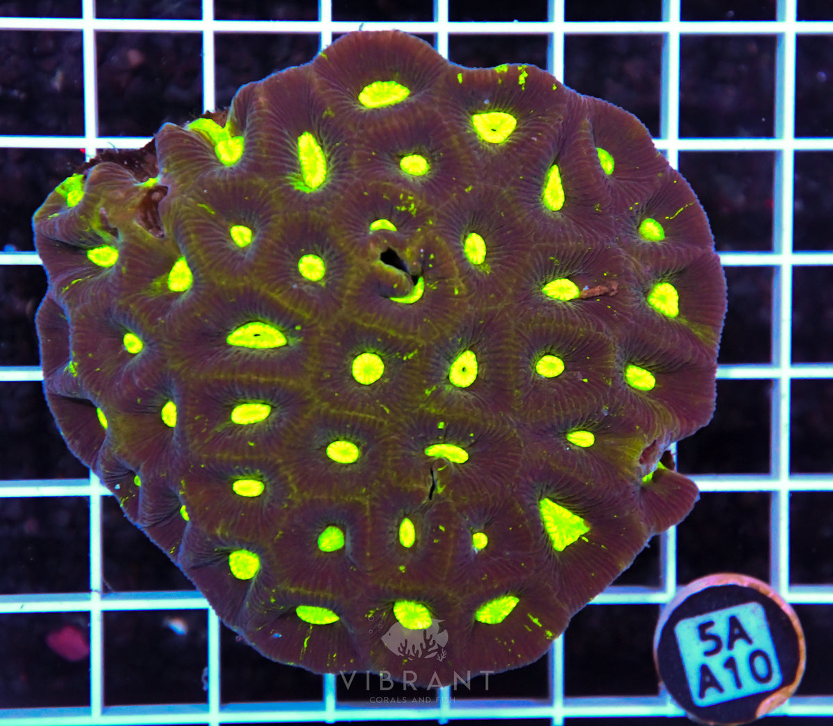 Goniastrea AUS