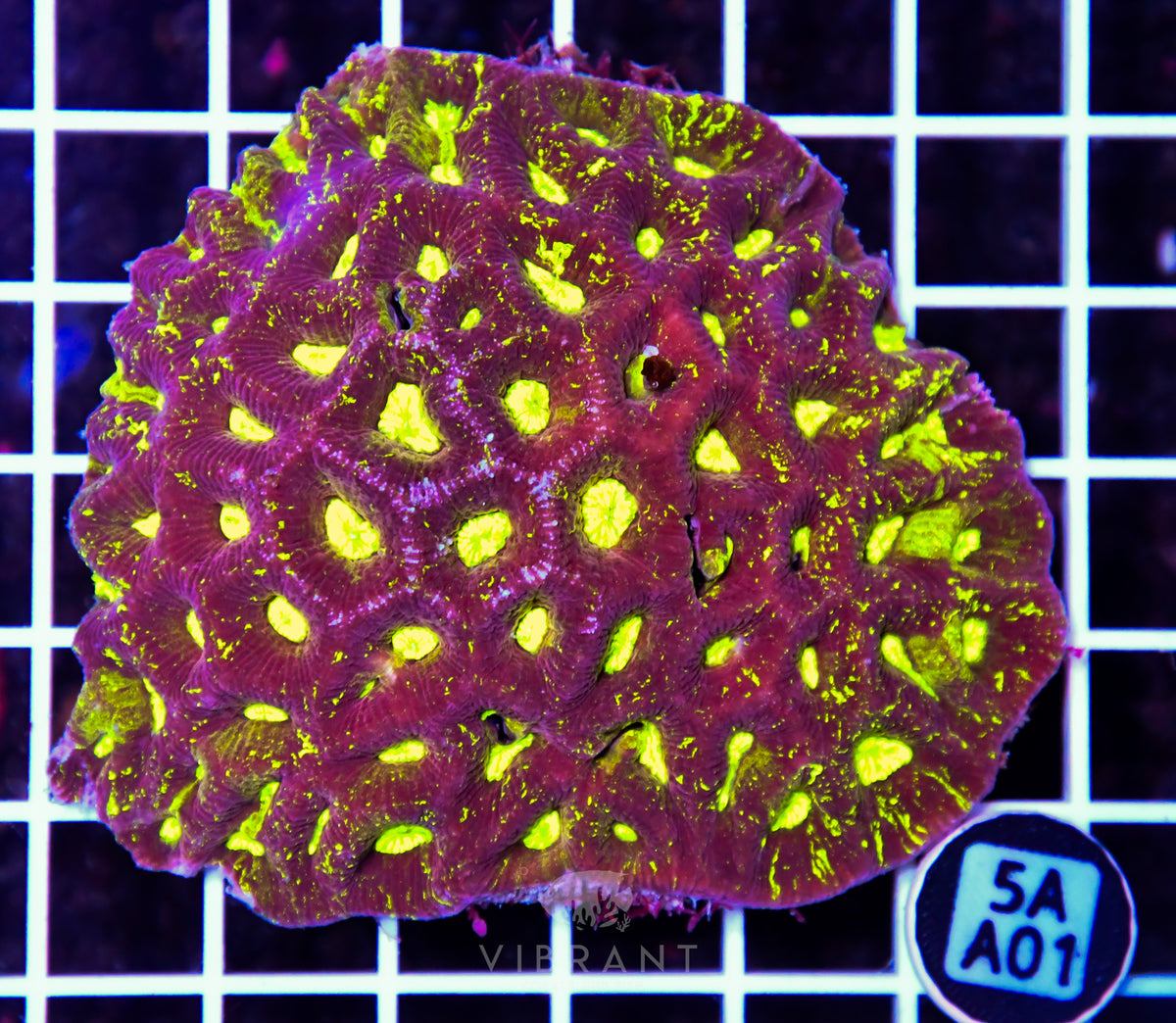 Goniastrea AUS