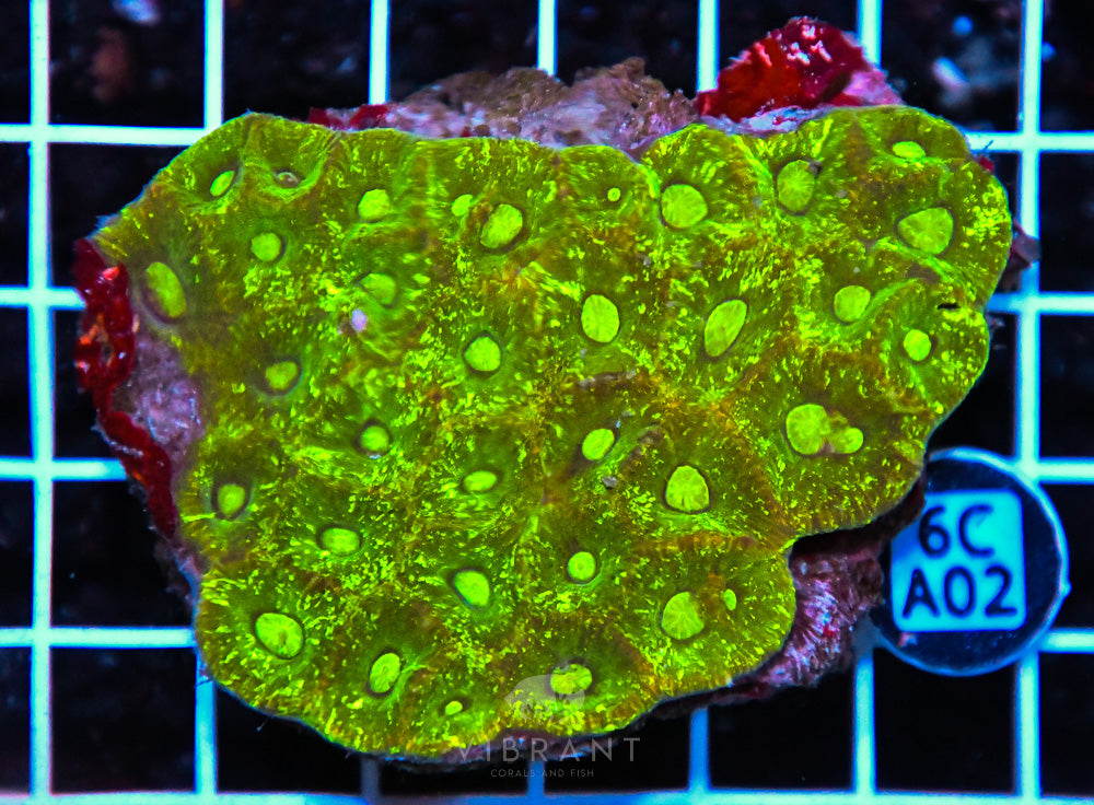 Goniastrea AUS