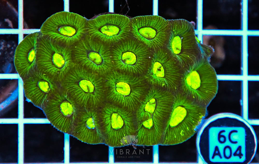 Goniastrea AUS