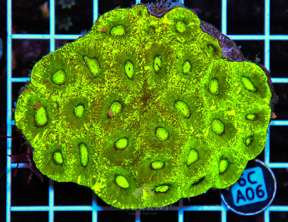 Goniastrea AUS