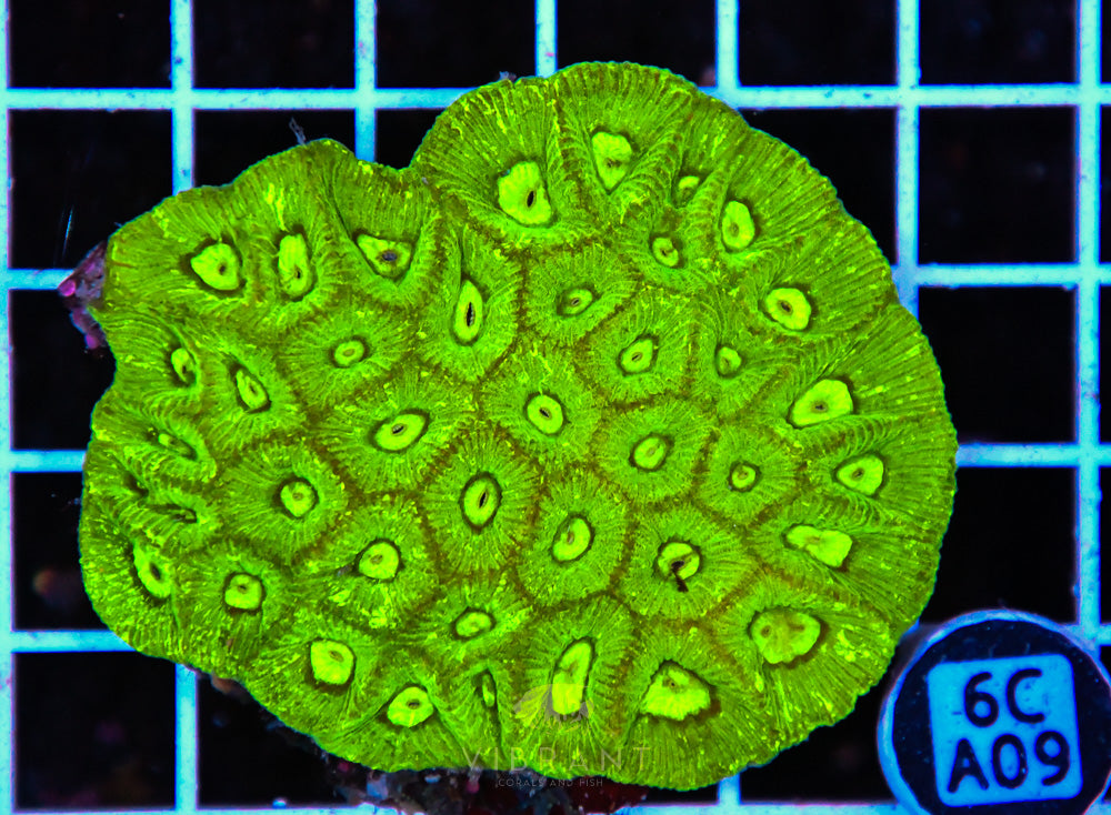Goniastrea AUS