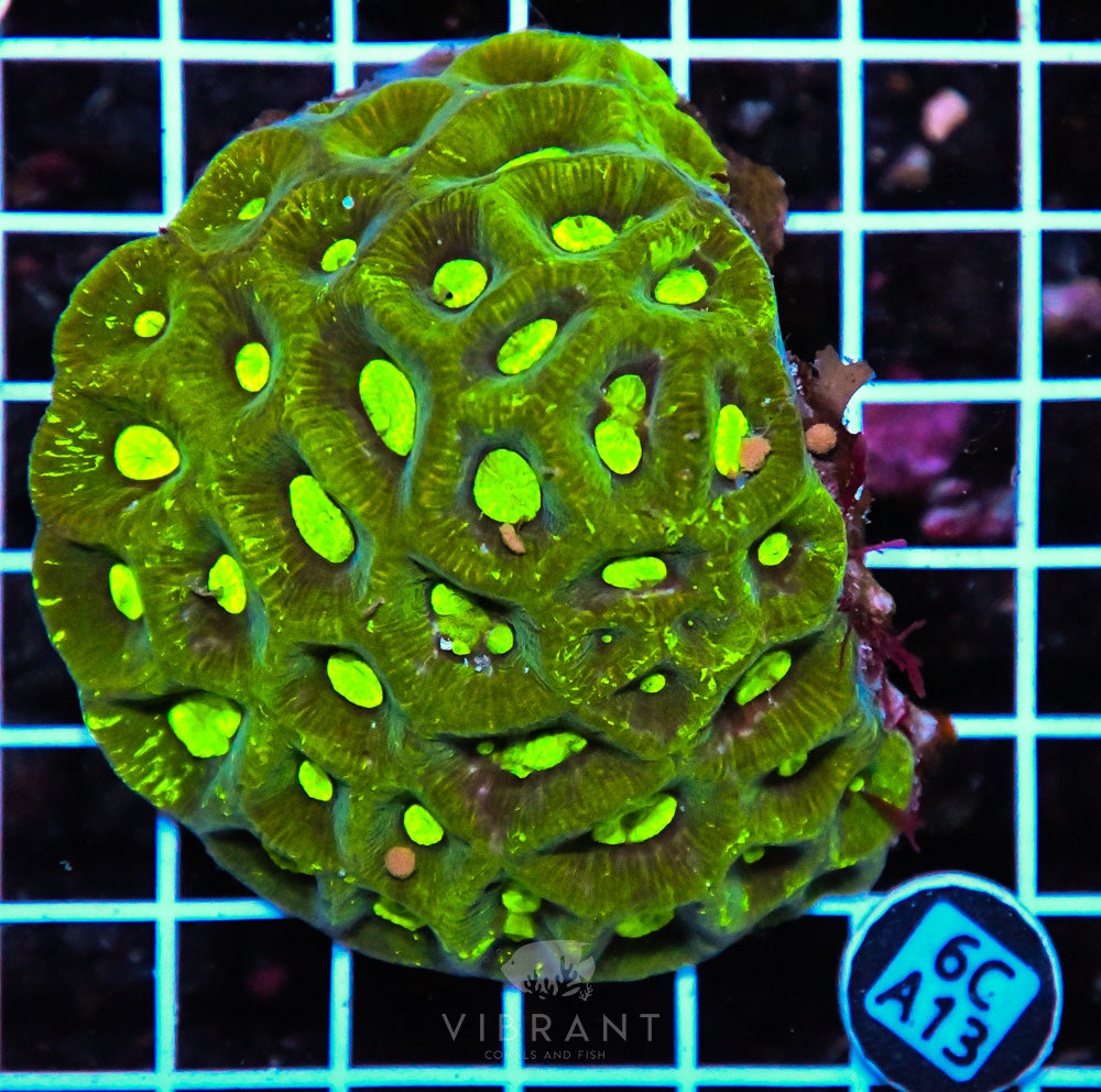 Goniastrea AUS
