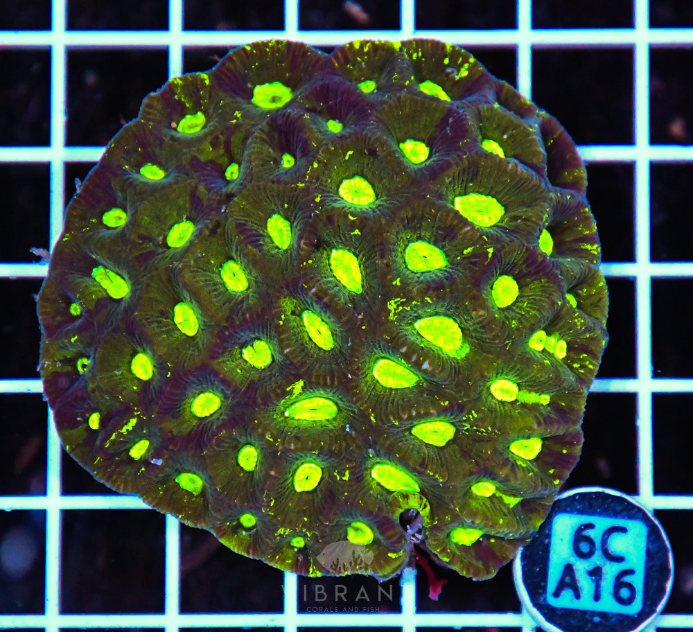 Goniastrea AUS