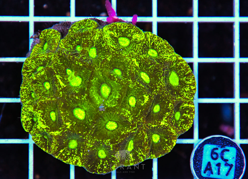 Goniastrea AUS