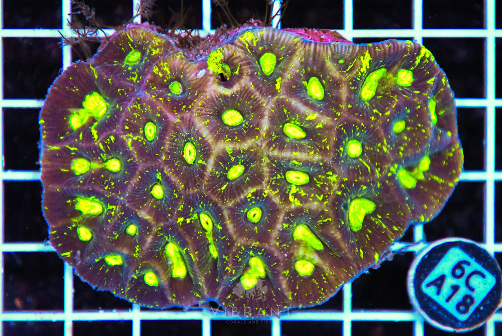 Goniastrea AUS