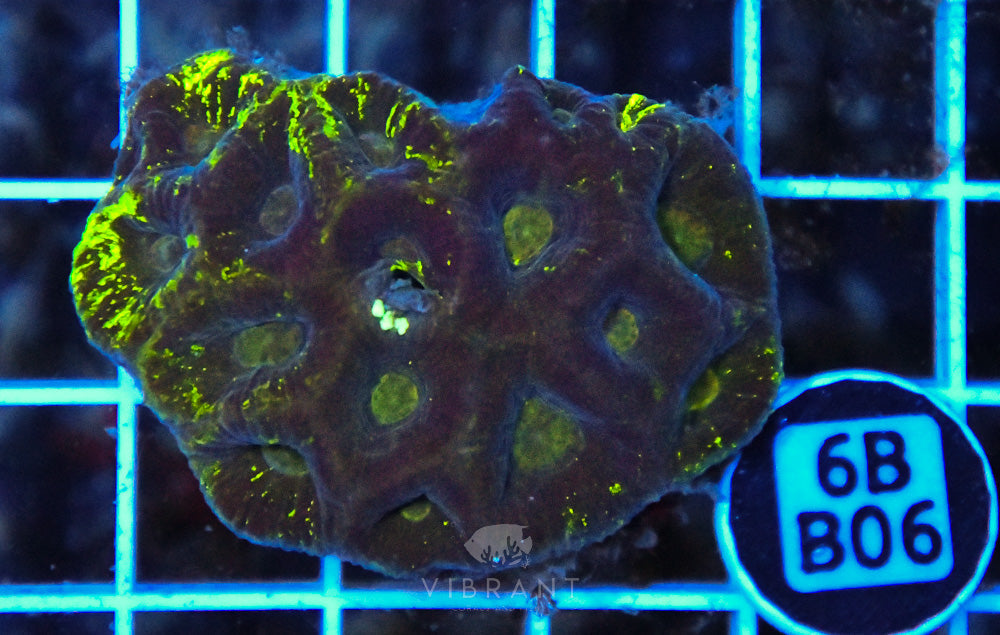 Goniastrea WAUS