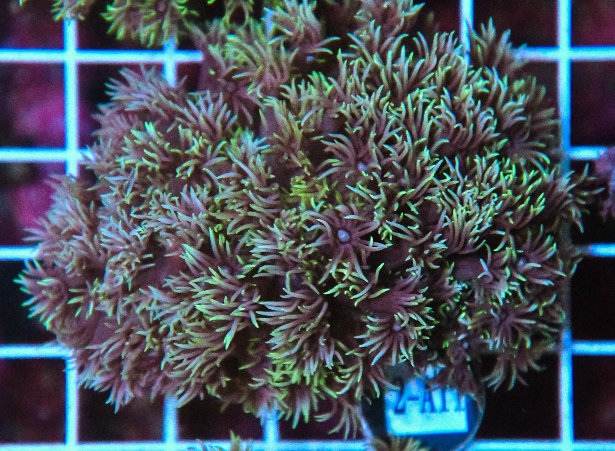 Goniopora WAUS