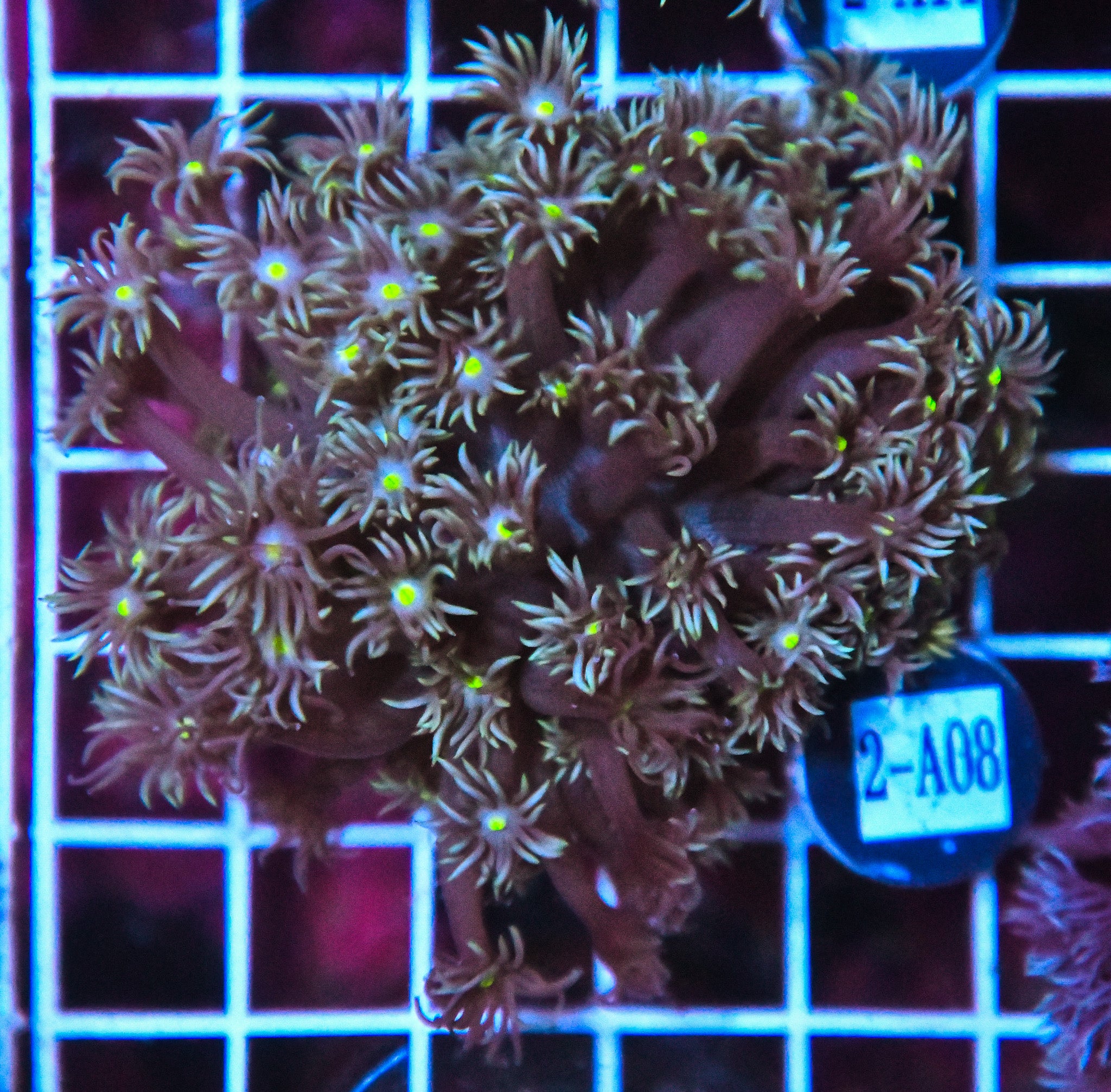 Goniopora WAUS